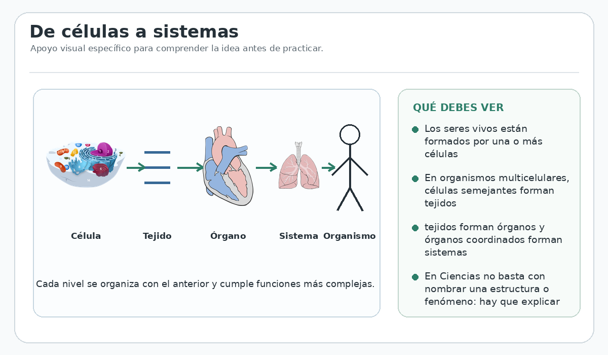 Apoyo visual de la lección