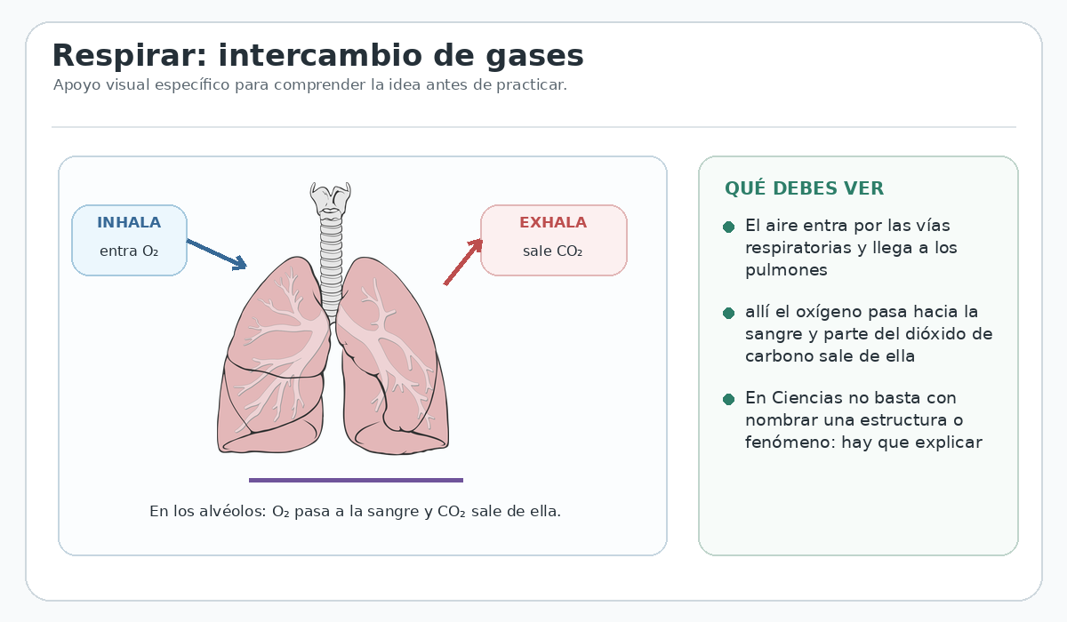Apoyo visual de la lección