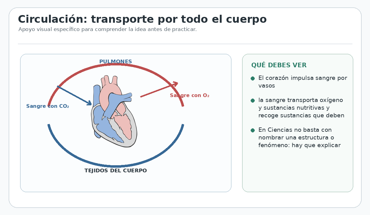 Apoyo visual de la lección