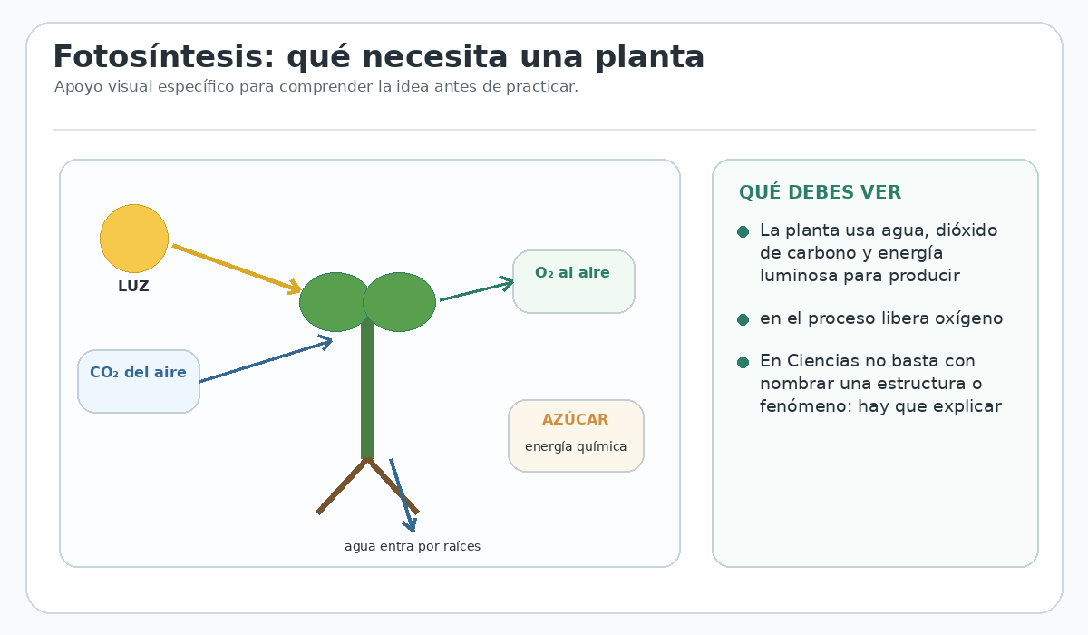 Apoyo visual de la lección